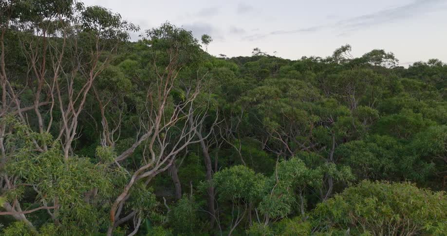 The top of tree canopies rise up from the forest floor