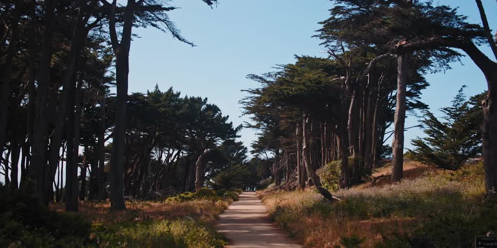 A path in a forest area with a car driving next to it