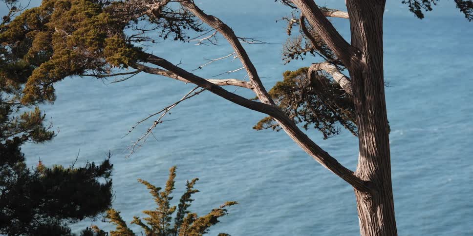 A tree is near the water