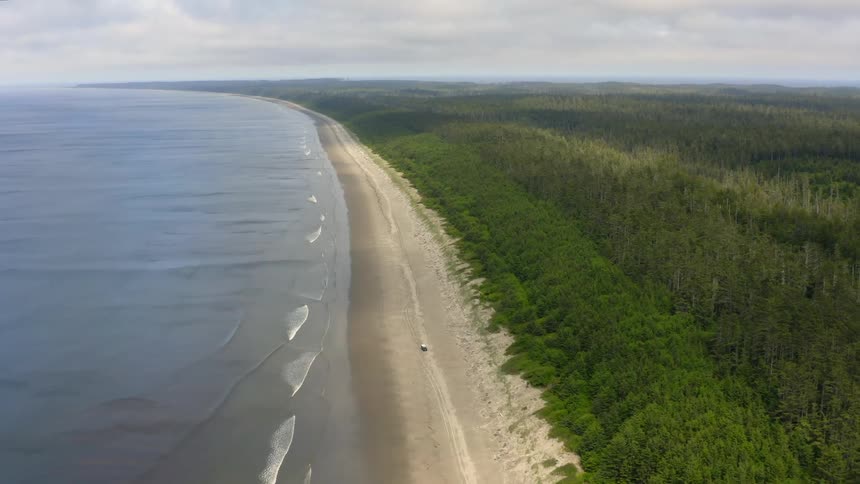The coast has a large forest off the sand