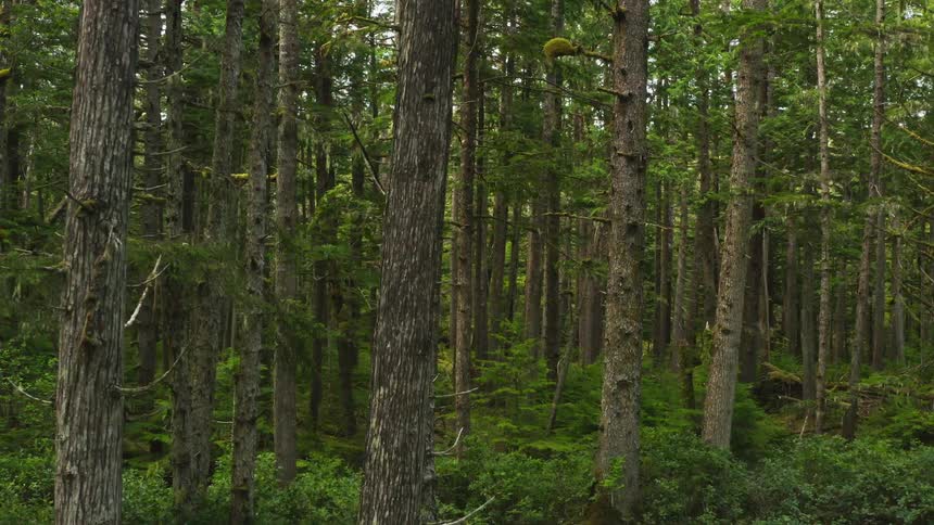 Tall trees in a forest