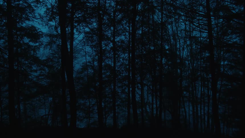 The sun is setting on the forest
