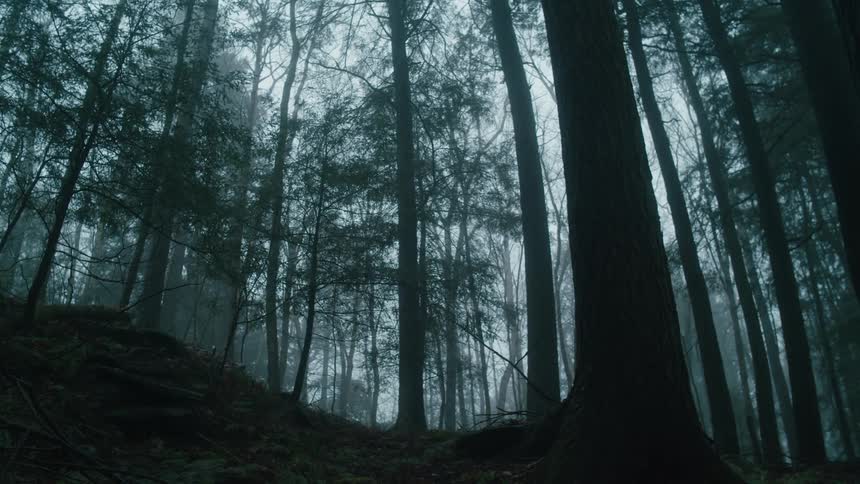 Trees in a forest on a cloudy gray day