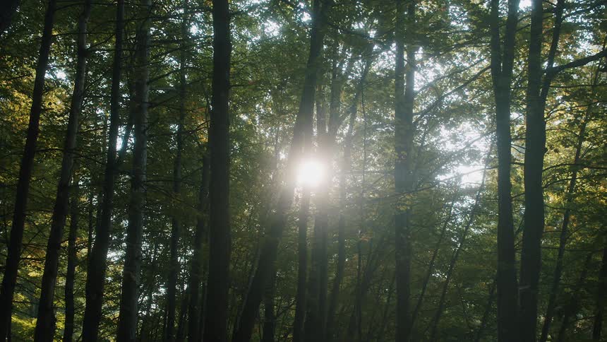 The sun shines in through the trees