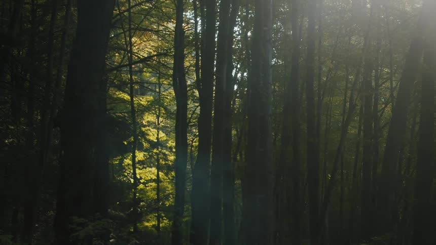 Smoke and ash is rising in a forest