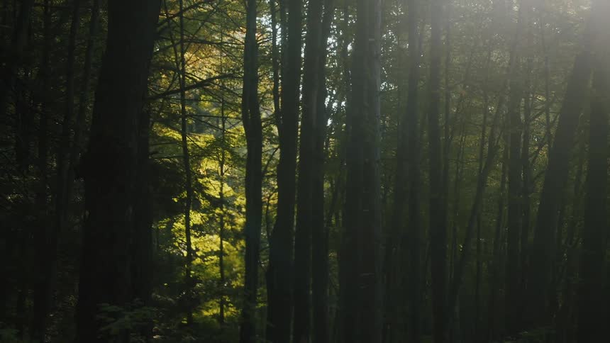 Sparks and smoke from a fire are rising in a forest