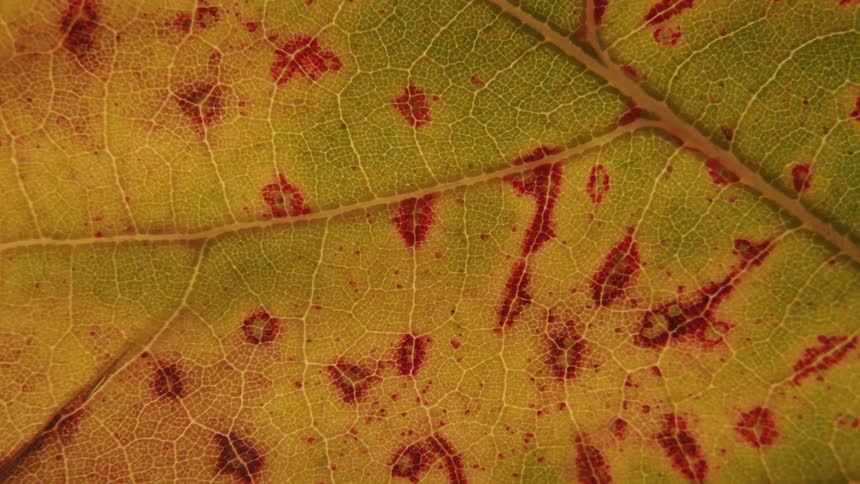 The leaf slightly decayed