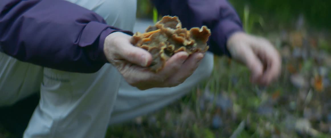A person is picking mushrooms on the field