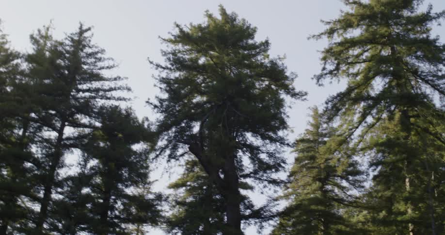The tops of tall pine trees in a forest area on a clear day