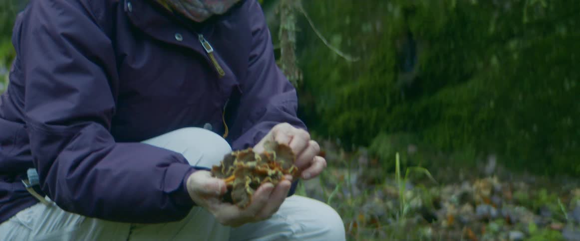 Elderly woman with pink hat purple jacket and white pants picks mushrooms in the forest