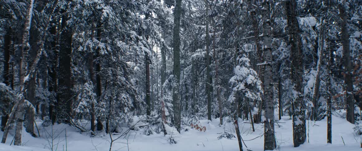 Snow covered trees in a forest on a winter day
