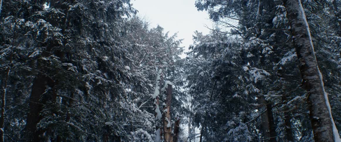 Snow covered trees in a forest