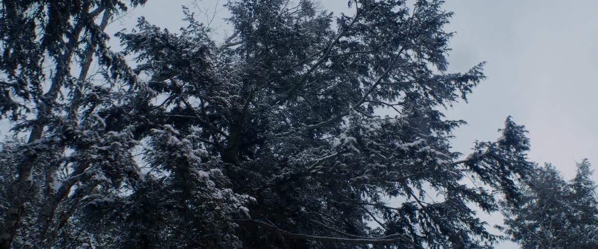 Ice frosts branches on trees under a clear sky