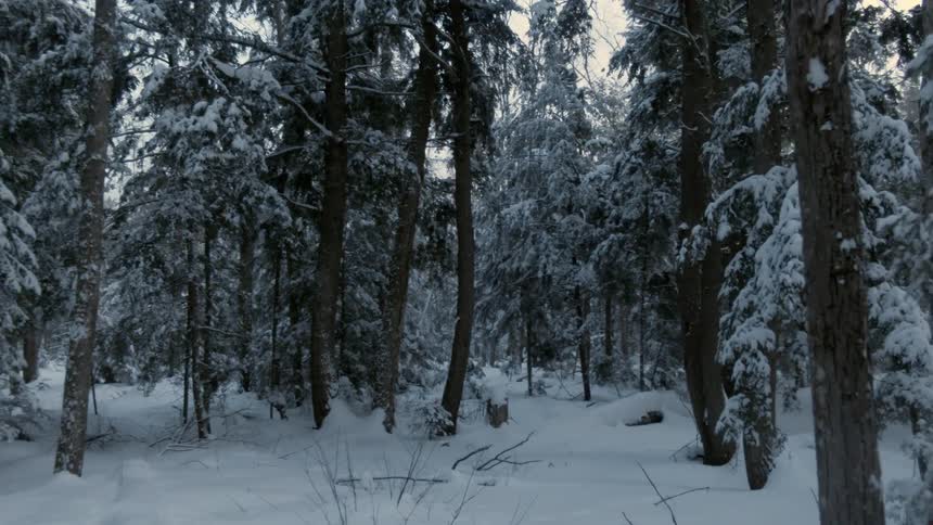 Moving through a snow covered forest