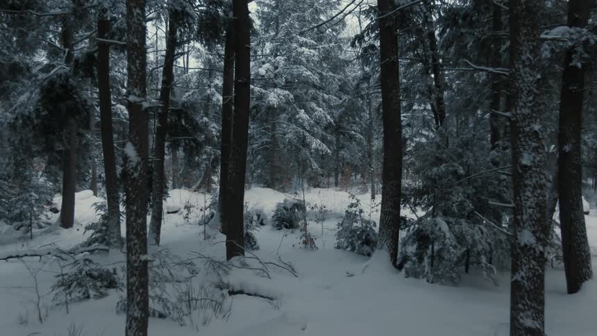 Snow covered forest with plants