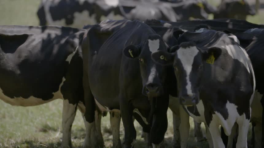 A herd of cows stand in the shade