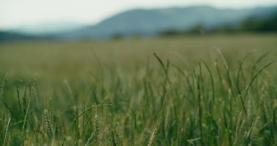 Person wearing coveralls walks through tall grasses with mountain in the background
