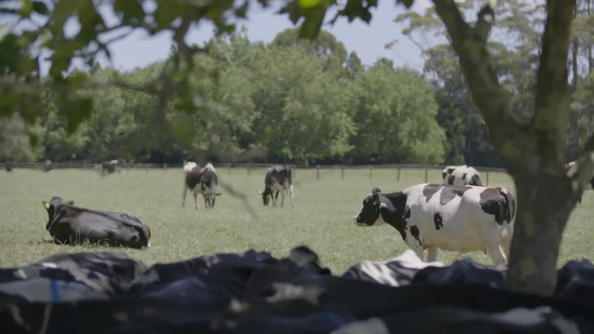 Many cows standing and lying in a field with trees
