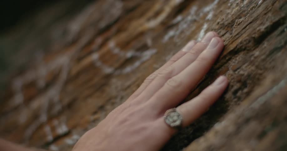 A hand caresses the tree where a diagram of a star and crescent is drawn in white of a star and crescent
