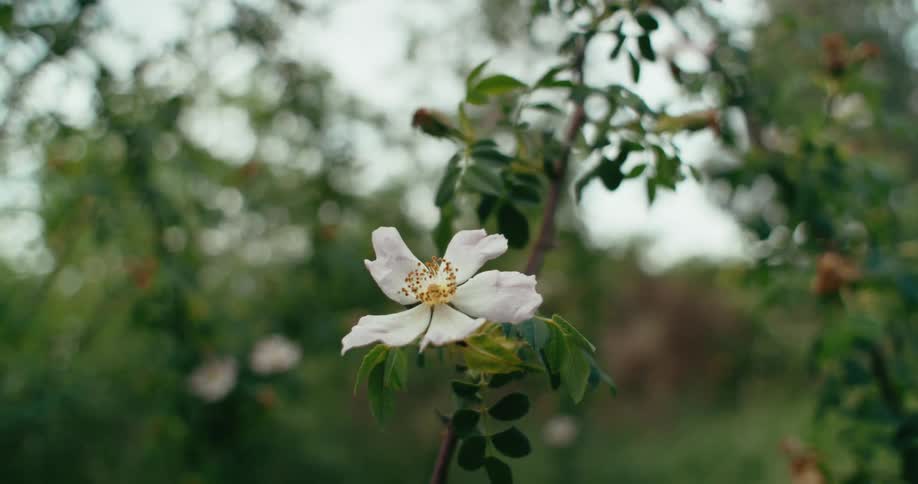 White flour sits on end of branch of a tree