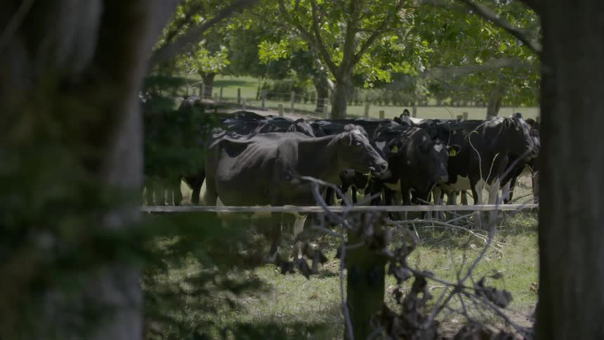 A large number of cows are together on some green grass