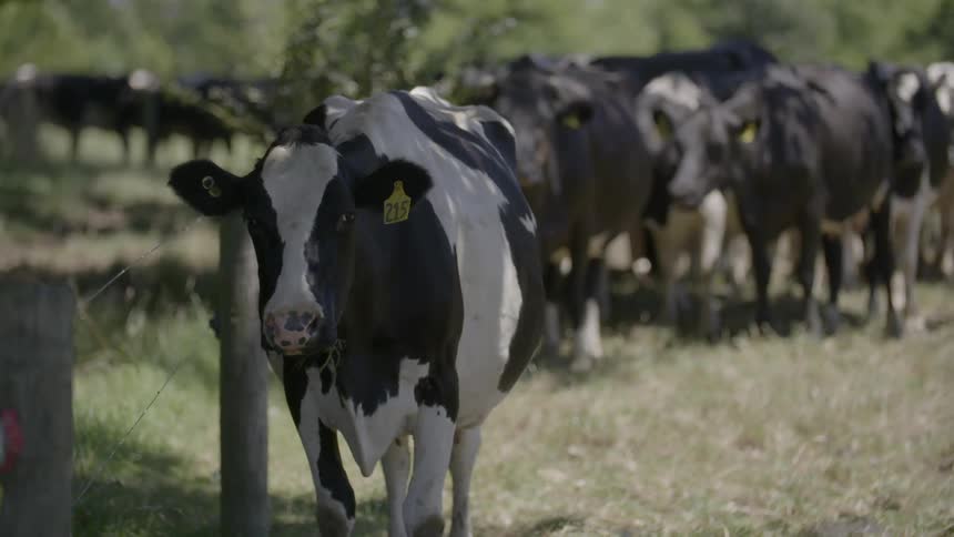 Cows are all standing on a field together