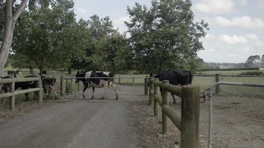 Cows move along a gate in a farm