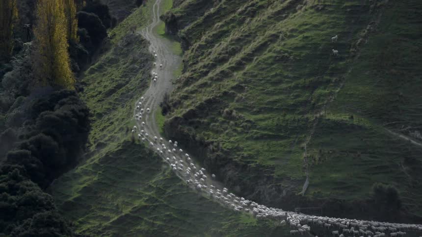 Aerial view of a large flock of sheep being herded down a hillside path