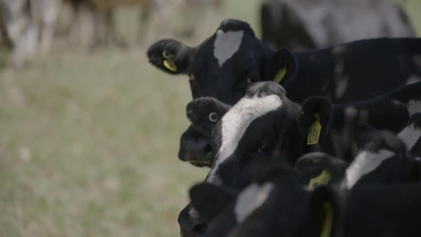 Cows standing in a field