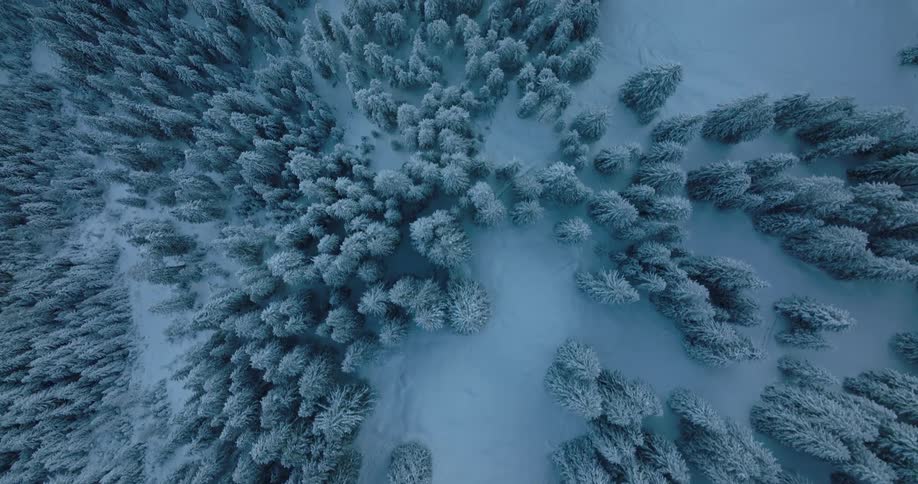 Snow covered trees on a mountains slope with a cabin in a clearing