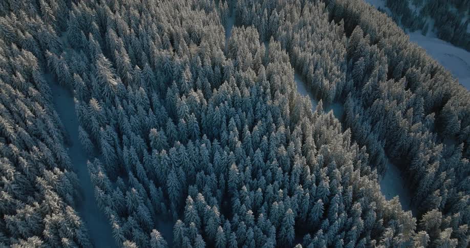 Evergreen forest trees on a snow covered mountain slope