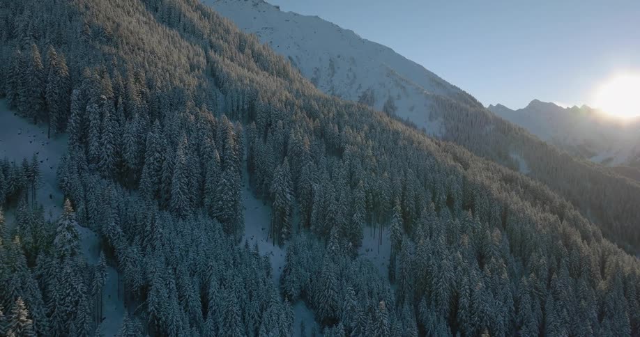 Snow covered trees on a large hill