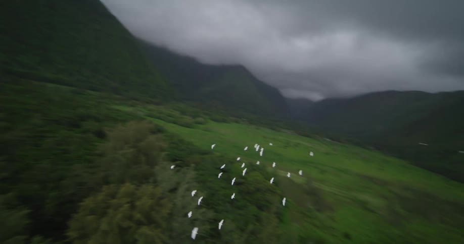 Flock of white birds fly over beach and nearby field