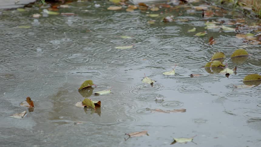 Rain drops into puddle strewn with fallen leaves causing concentric ripples