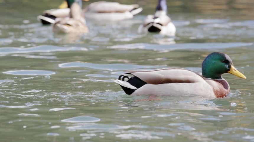 Ducks are swimming in a body of water in the daytime