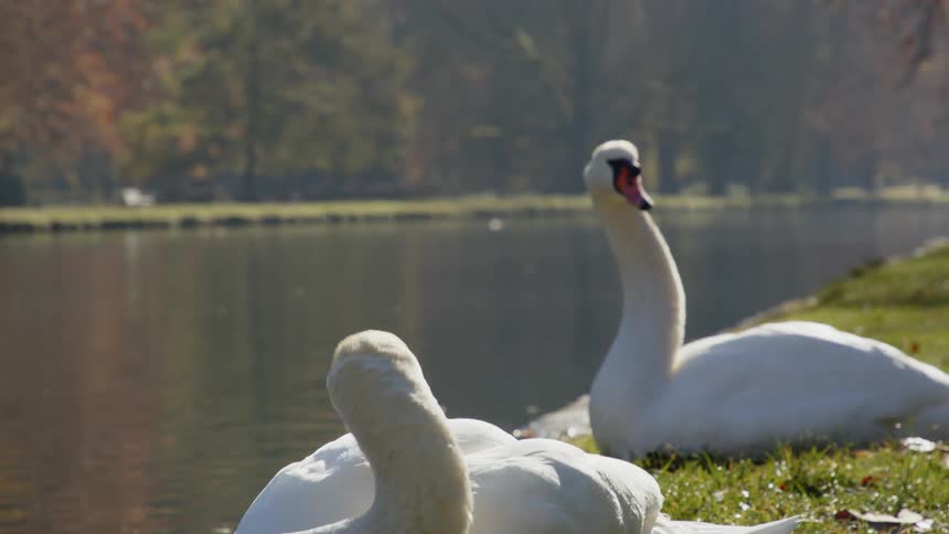 Two white swans resting on the green grass near the bank of a river on a park