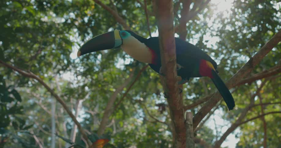 A tropical bird is sitting on a tree branch