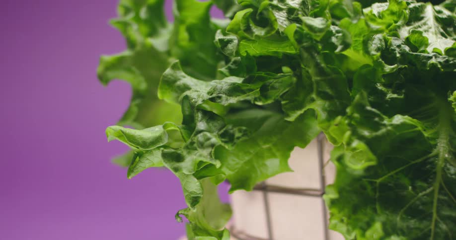 Lettuce leaves sit in a wire and fabric basket