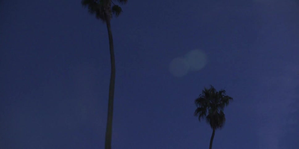 Four tall palm trees at a clear sunny day