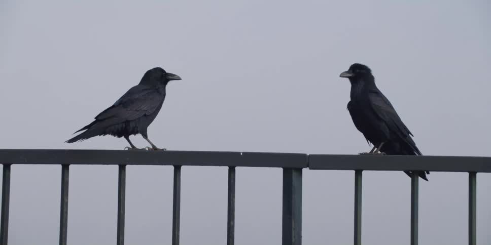 Two birds are sitting on a handrail