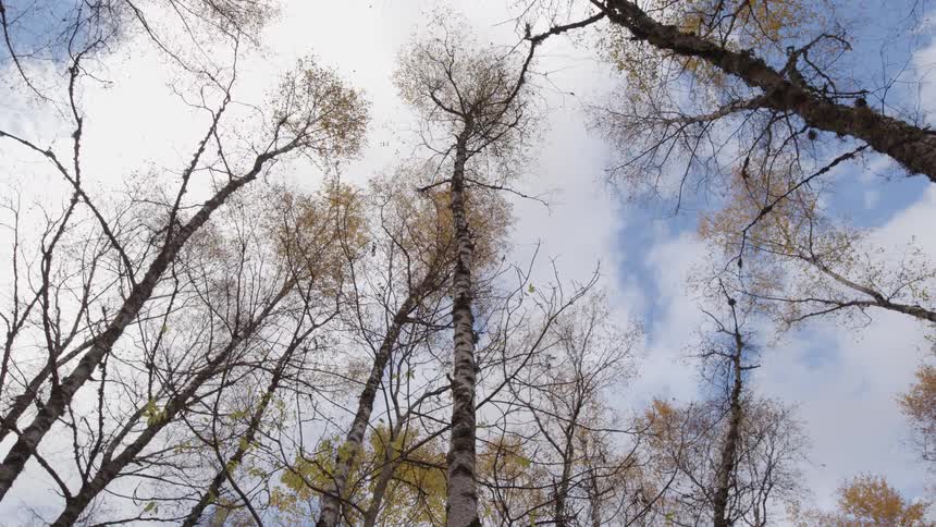 Tall trees with a few yellow leaves on the branches high in a cloudy sky