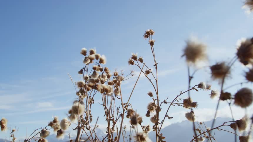 The wind is blowing the flowers