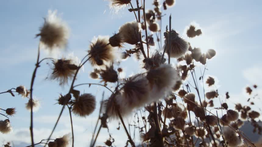 Fuzzy wildflowers outdoors under the sunlight at daytime