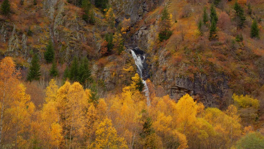 A stream flows down a mountain in a forest of trees with fall colored leaves