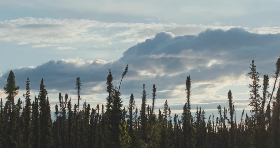 Wild plants growing in a field in front of slow moving clouds at evening