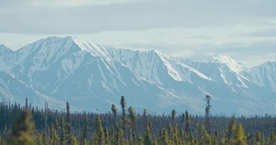 A forest of trees move in the breeze with a snow covered mountain range in the distance