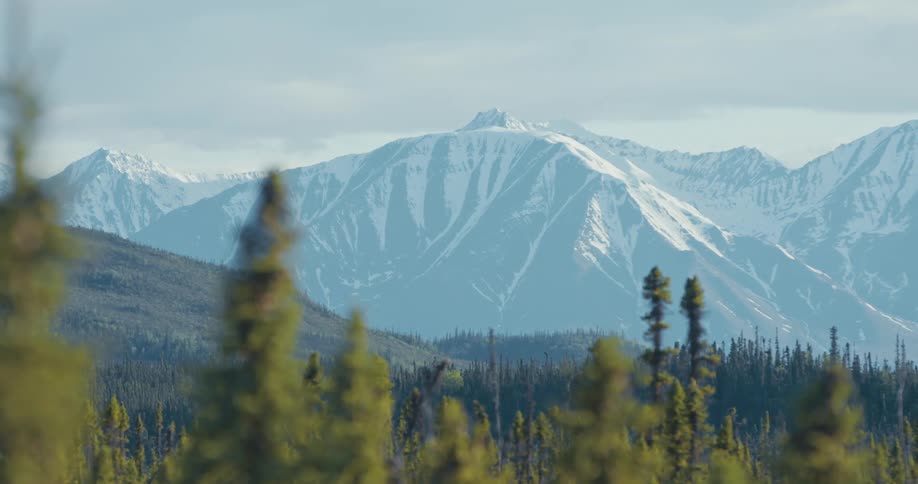 A forest of trees move in the breeze with a snow covered mountain range in the distance