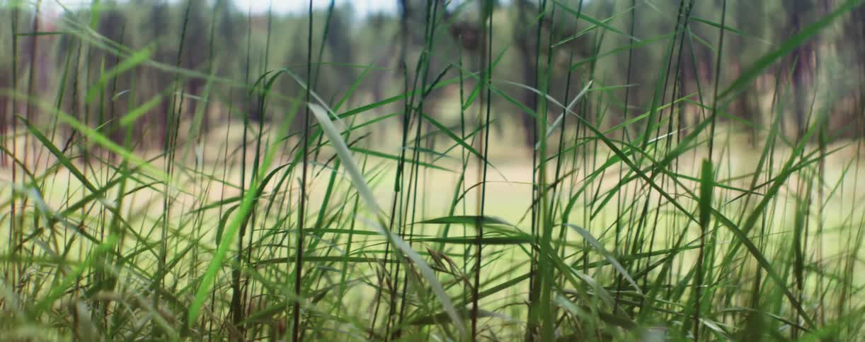 Open field with tall stalks of grass in the foreground