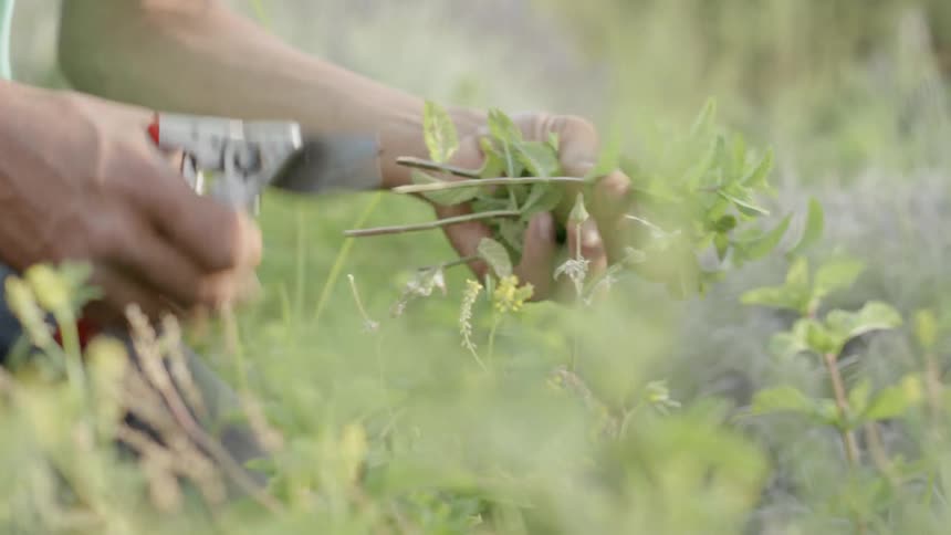 Person cutting with pruners