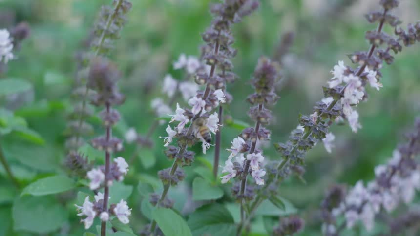 Bees feeding on flowers